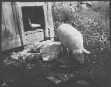 Ostrum's Pig #2