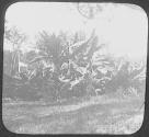 Bermuda. Banana Trees.