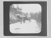 Bermuda. Donkey Cart.