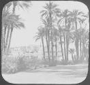 Island of Philae - The Palm Trees. (Egypt)