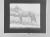 [Horse]