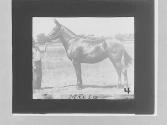 Mule