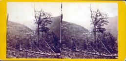 View near Kauterskill Falls.
