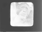 Chief Man Orang-utan