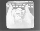 Sumatra Orang-utan