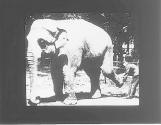 Elephan (sic) Lizzie, 20 y (illeg.)