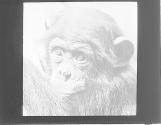 Chimp Aprilla