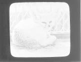 Fennec (sic) Fox
