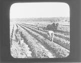 Harvesting Celery, Kalamazoo, Mich.