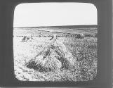 Shocks of Wheat in the Fields, Regina, Sask, Canada