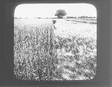 Ripe wheat on Experimental Farm, Arizona