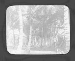 Bois de cocotiers.