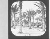 Algiers. Palms in Jardin d'Assay.