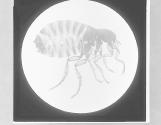 Human Flea-Pulex irritans. Female, x15.