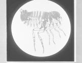 Human flea-Pulex irritans. Male, x20.