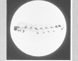 Silkworm-Lava of Bombyx m(illeg.) x2.