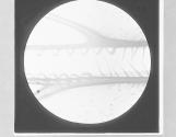 Posterior Wings of Bees, showing hooklets, x180.