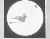 Sting of Hornet with Poison Bag, x7.