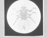 Sheep Tick-Melophagus ovis, x9.