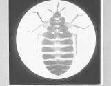 Human Bed Bug-Acanthia lectuaria, x9.