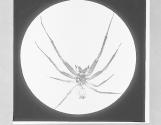 Spider, x4.