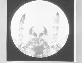 Mouth Organs of Spider, x8.