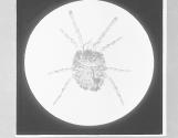 Red Earth Mite-Trombidium, x12.
