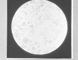 Fossil Diatoms, from Mansfield Cliff, Bar(illeg.)oes, x80.