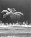 [Flower over Landscape]
