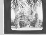 Allee de Palmiers.