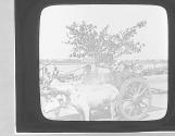 Bullocks Cart Calcutta.