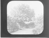 Tree of the Virgin Heliopolis.