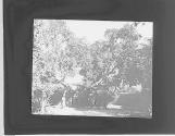 Arbre de la vierge a Mataryeh.