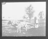 Peasant Ploughing. (illeg.). Caltivateur indigene.