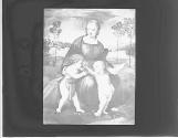 Firenze. Madonna del Cardellino. (Raffaele). Gall. Uff. Riproduzione interdetta-Anderson-Roma.
