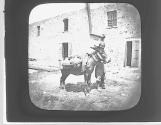 Arab Donkey driver Beyrouth.
