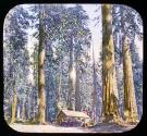 Big trees (Illeg.) Felice (337 ft. High) & other big trees.