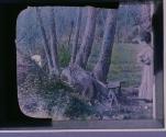 [Song-Bench 'Neath the Old Willow Tree.]