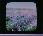 Rose Field Monte Bella. Cal.
