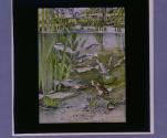 Sticklebacks and nests.