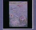 Jelly-fishes