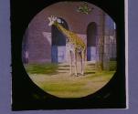 The Giraffe or Cameleopard.