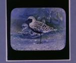 Grey Plovers, Cock in breeding plumage.