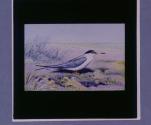 Lesser Tern.