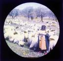 Syria. Sheep & Shepherd.