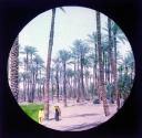 Palm Grove at Memphis.