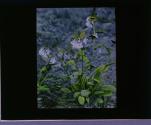 Blue Bells.
