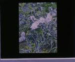 Canterbury Bells.