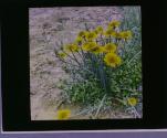 Dandelion.