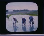 Working in the Rice Fields. Java.